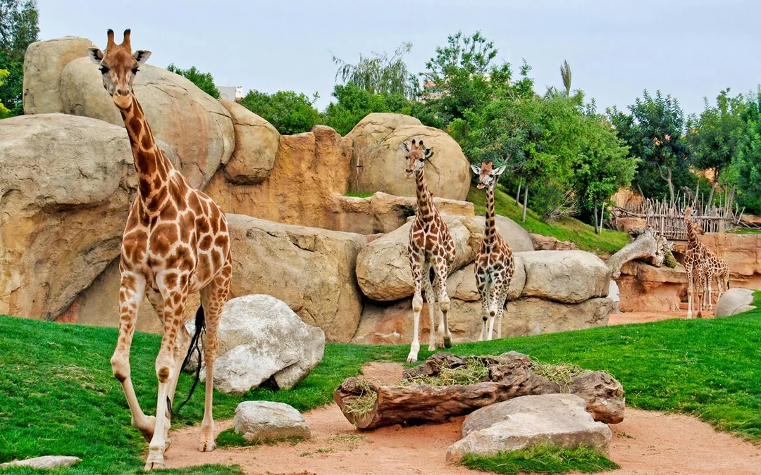 Bioparc Valencia Tickets Image 11