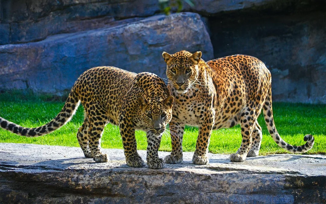 Bioparc Valencia Tickets Image 3