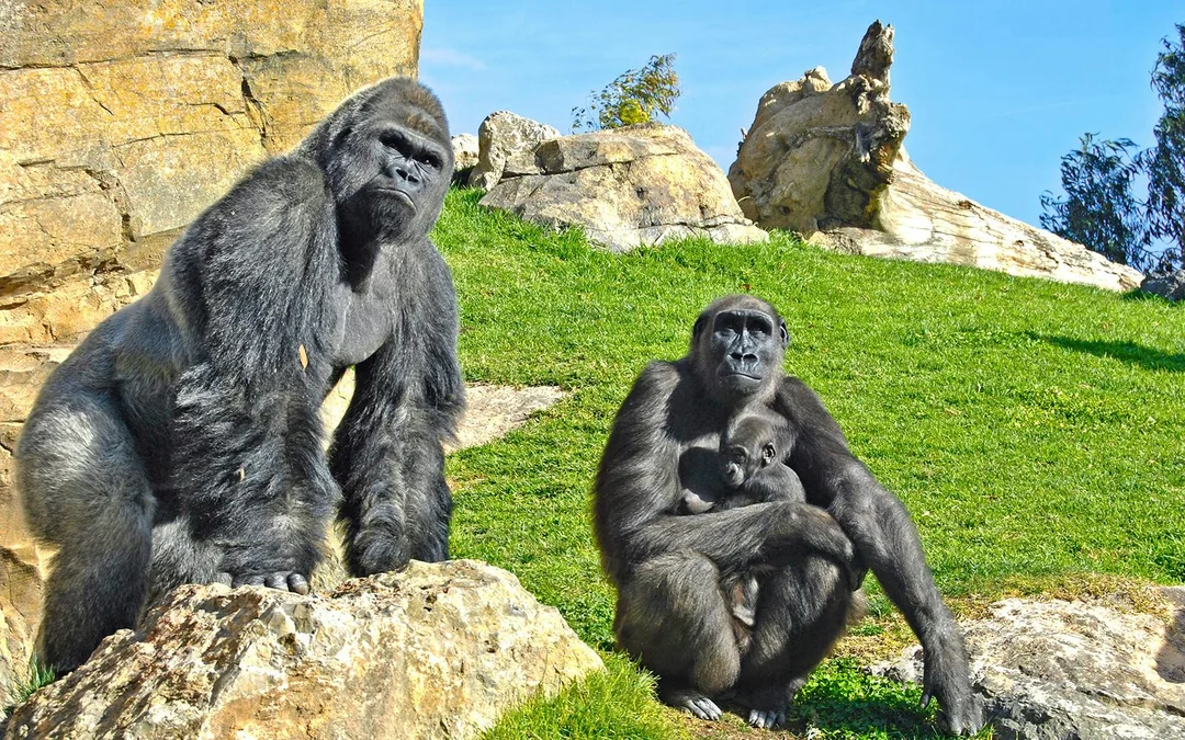Bioparc Valencia Tickets Image 4
