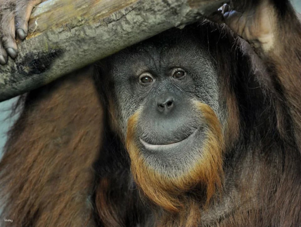 Bioparco: The Zoo of Rome