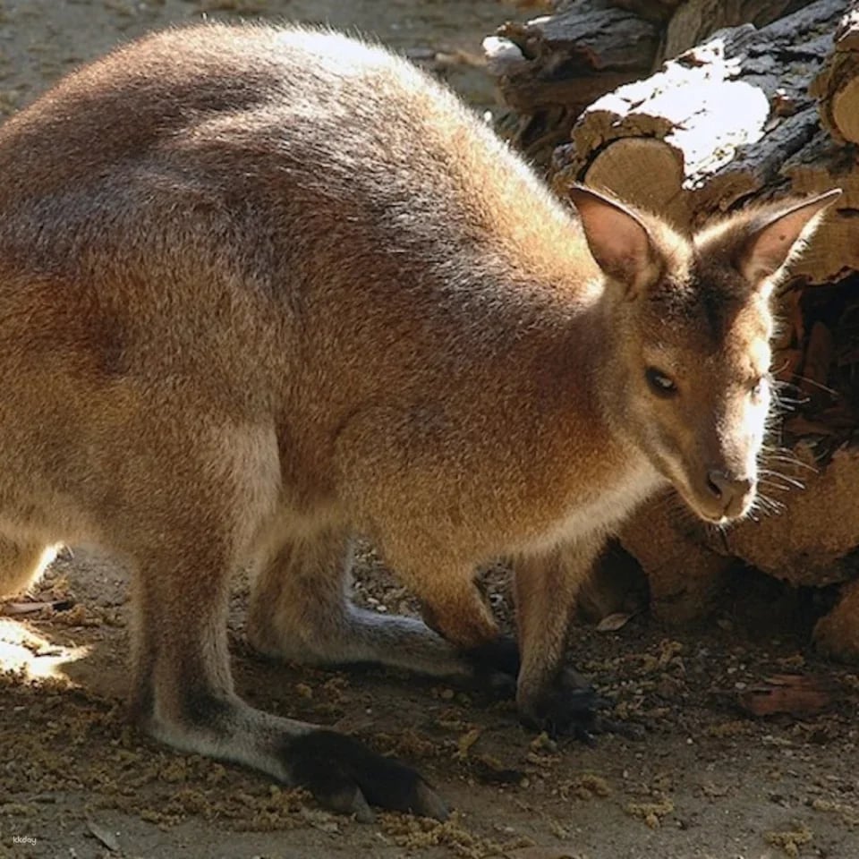 Bioparco: The Zoo of Rome