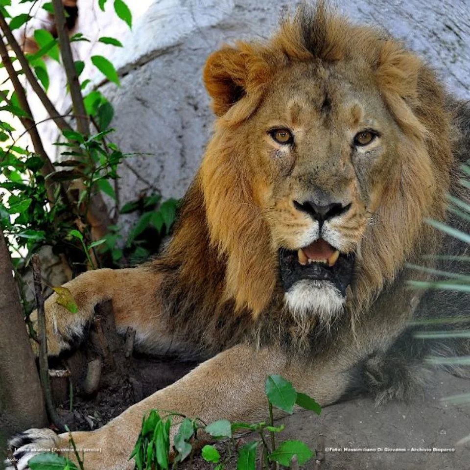 Bioparco: The Zoo of Rome