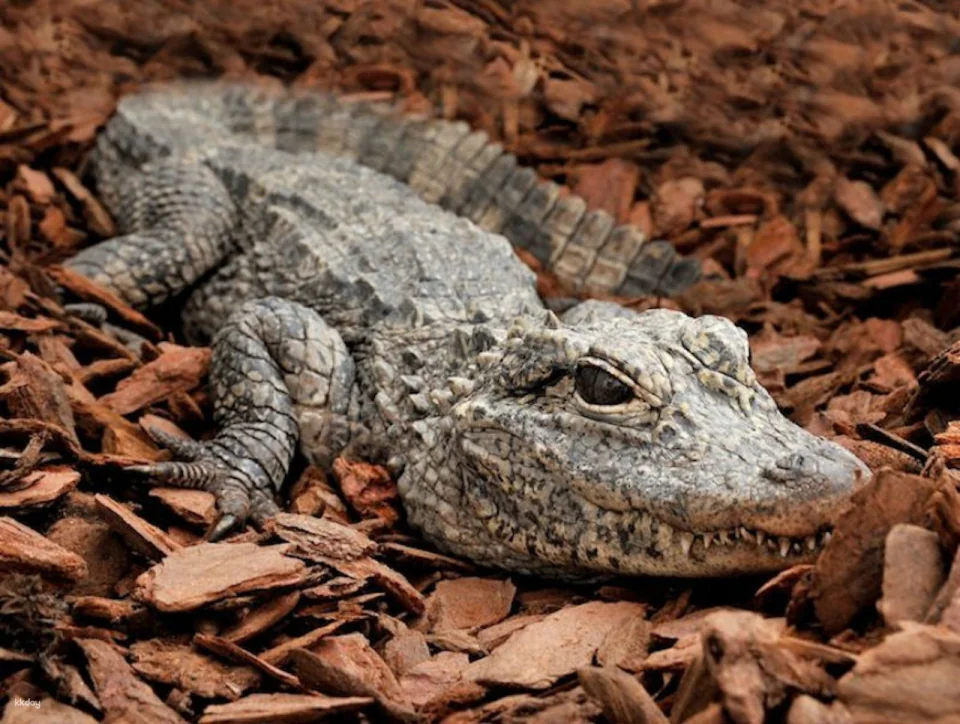 Bioparco: The Zoo of Rome