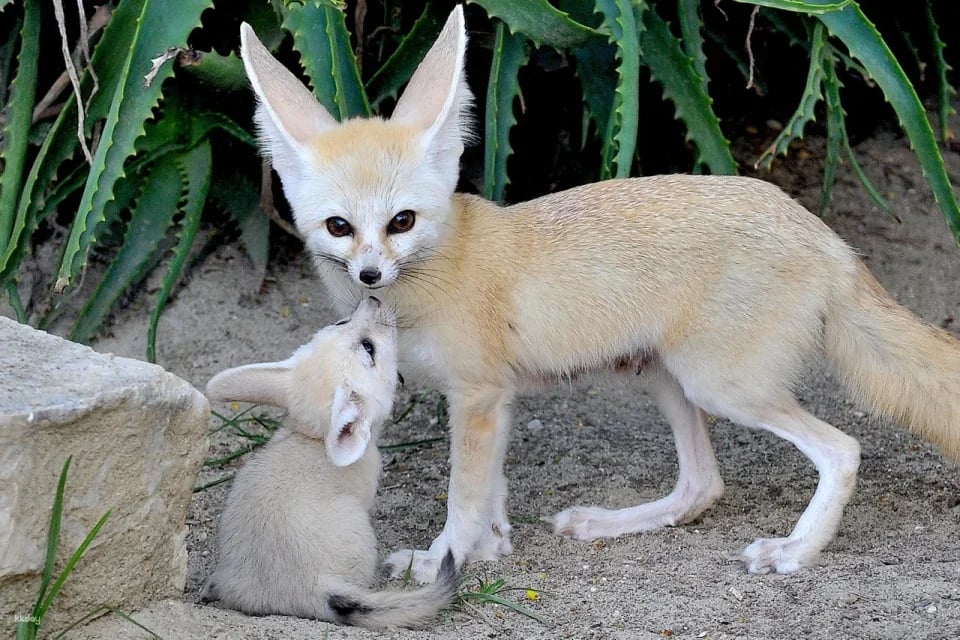 Bioparco: The Zoo of Rome