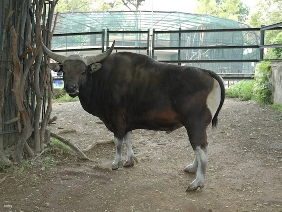 Bioparco: The Zoo of Rome
