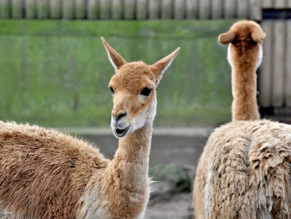 Bioparco: The Zoo of Rome