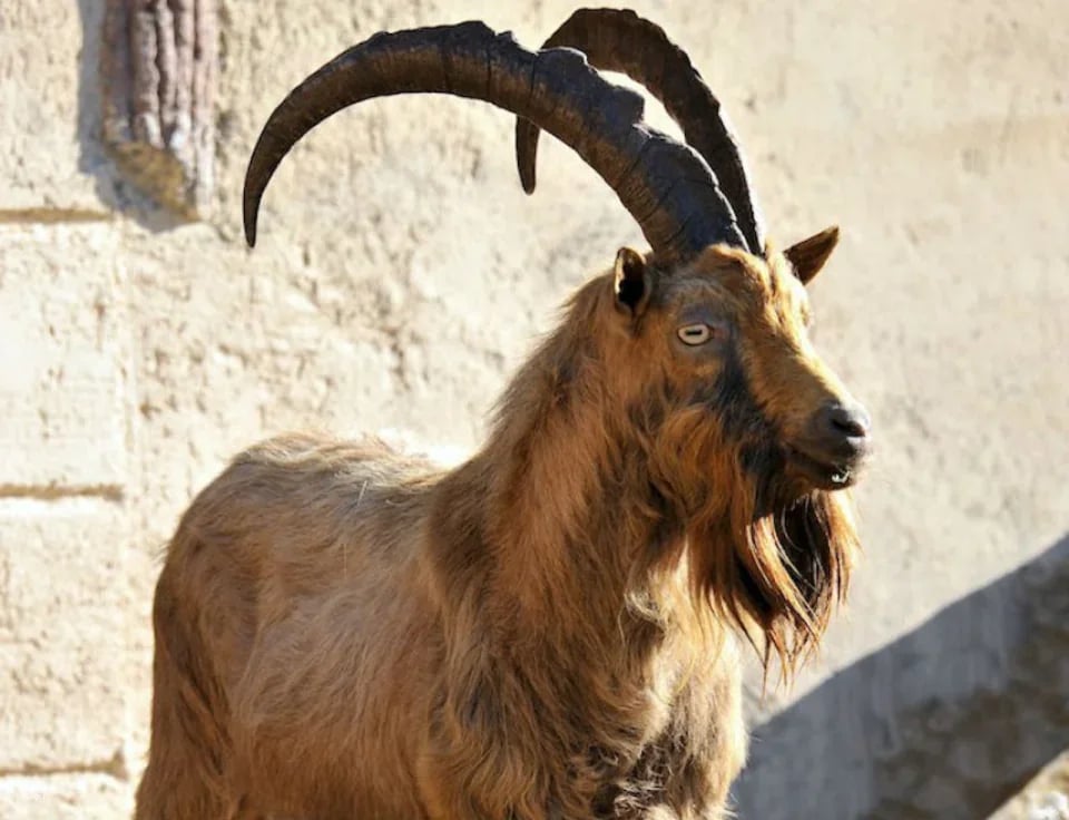 Bioparco: The Zoo of Rome