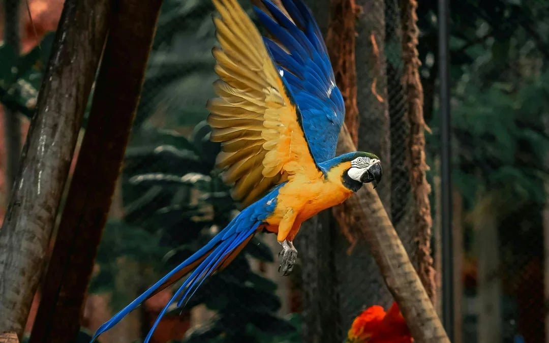 BioParque do Rio Entry Ticket Image 3