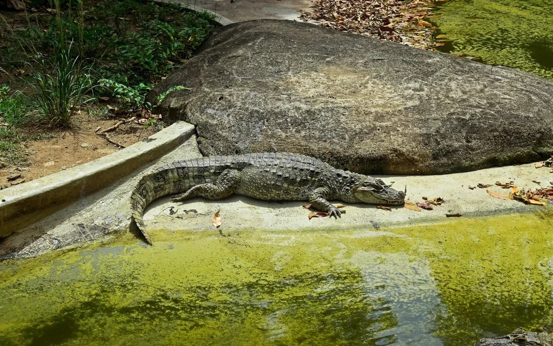 BioParque do Rio Entry Ticket Image 7