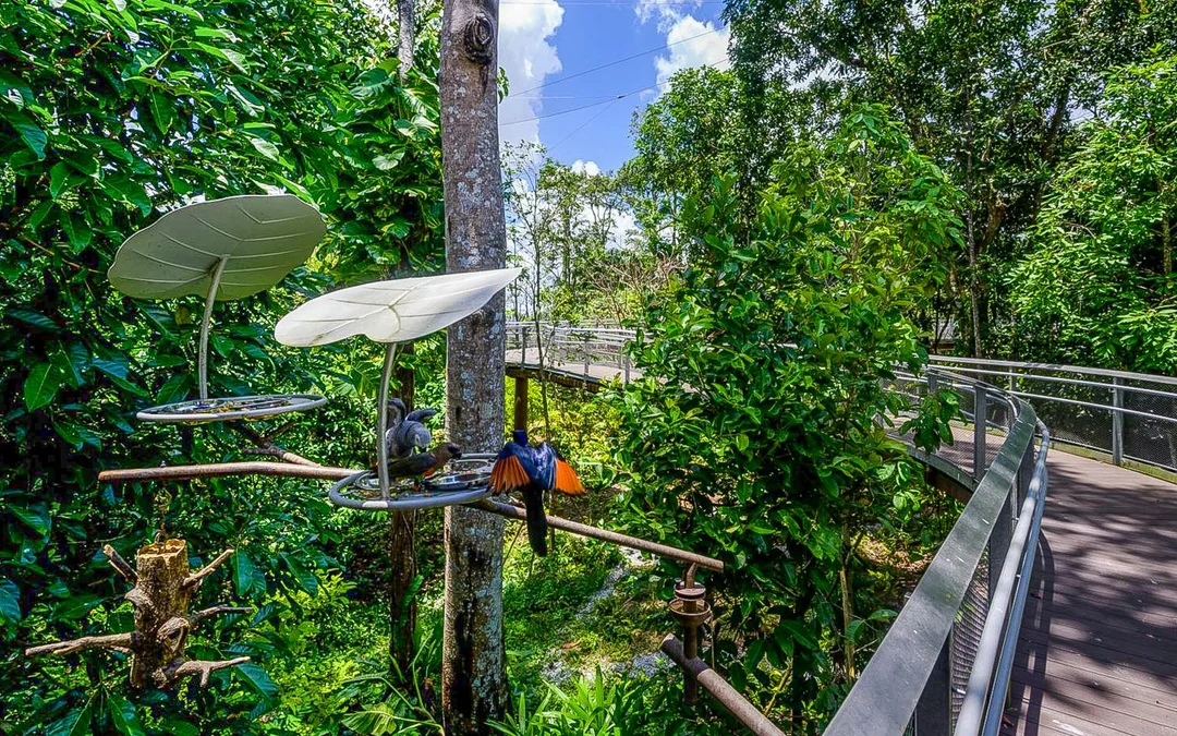 Bird Paradise Tickets | Mandai Wildlife Reserve Image 12