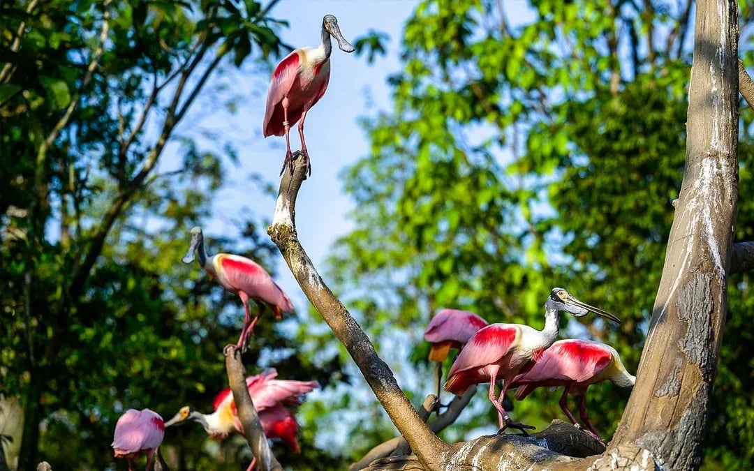 Bird Paradise Tickets | Mandai Wildlife Reserve Image 4