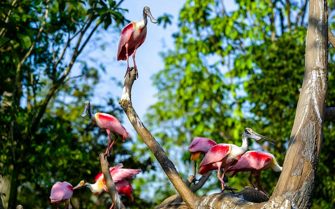 Bird Paradise Tickets | Mandai Wildlife Reserve Image 4