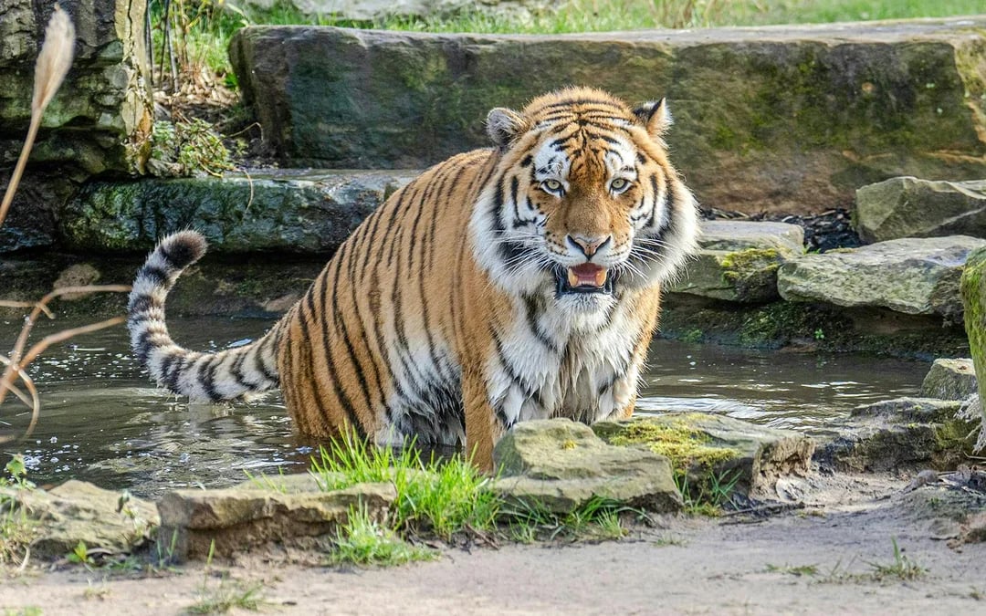 Blackpool Zoo Entry Ticket Image 1