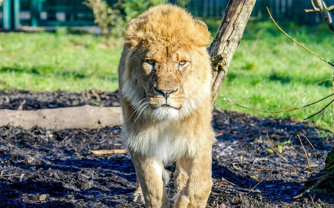 Blackpool Zoo Entry Ticket Image 12