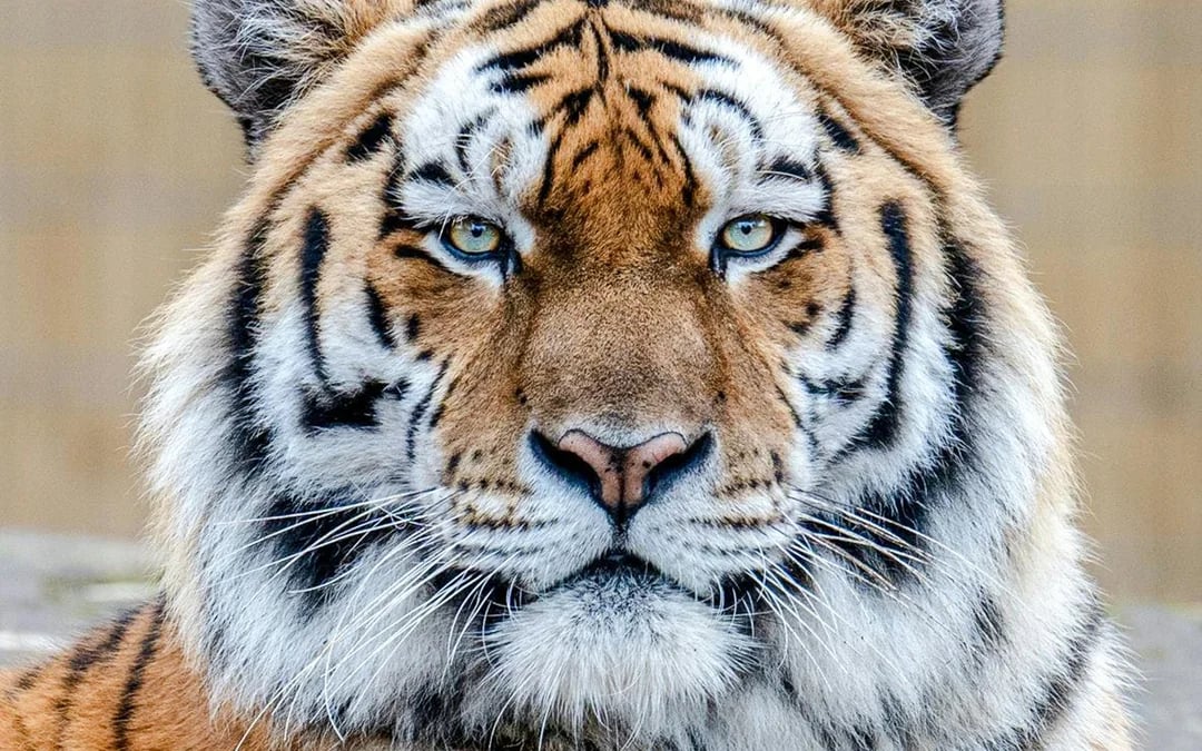 Blackpool Zoo Entry Ticket Image 7
