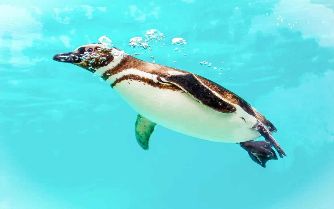 Blackpool Zoo Entry Ticket Image 10