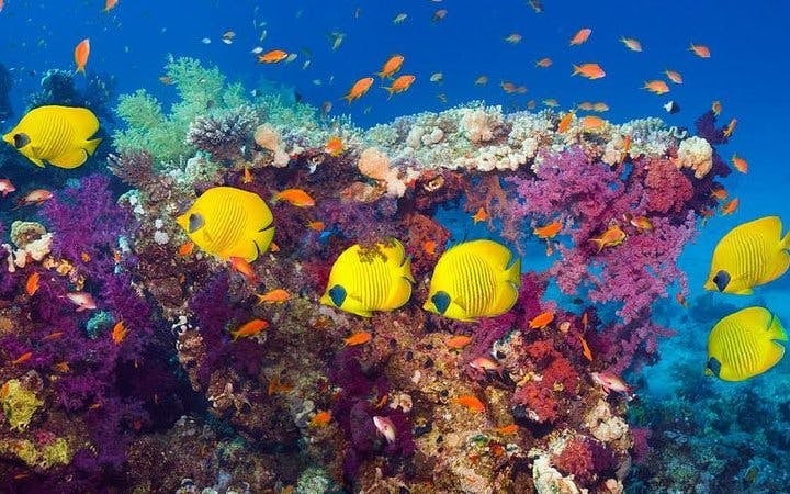 Blue Hole, Canyon Salama & Dahab Guided Day Tour with Camel Ride and BBQ Lunch from Sharm El Sheikh Image 7