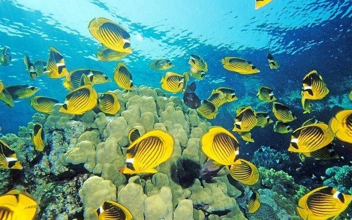Blue Hole, Canyon Salama & Dahab Guided Day Tour with Camel Ride and BBQ Lunch from Sharm El Sheikh Image 8