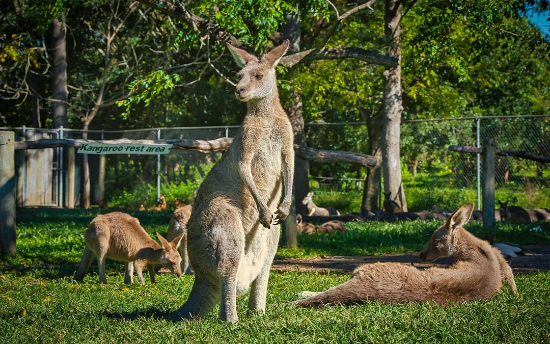 Blue Mountains Adventure Tour: Scenic World, Sydney Zoo, Koala Photo & Harbour Ferry Return Image 3