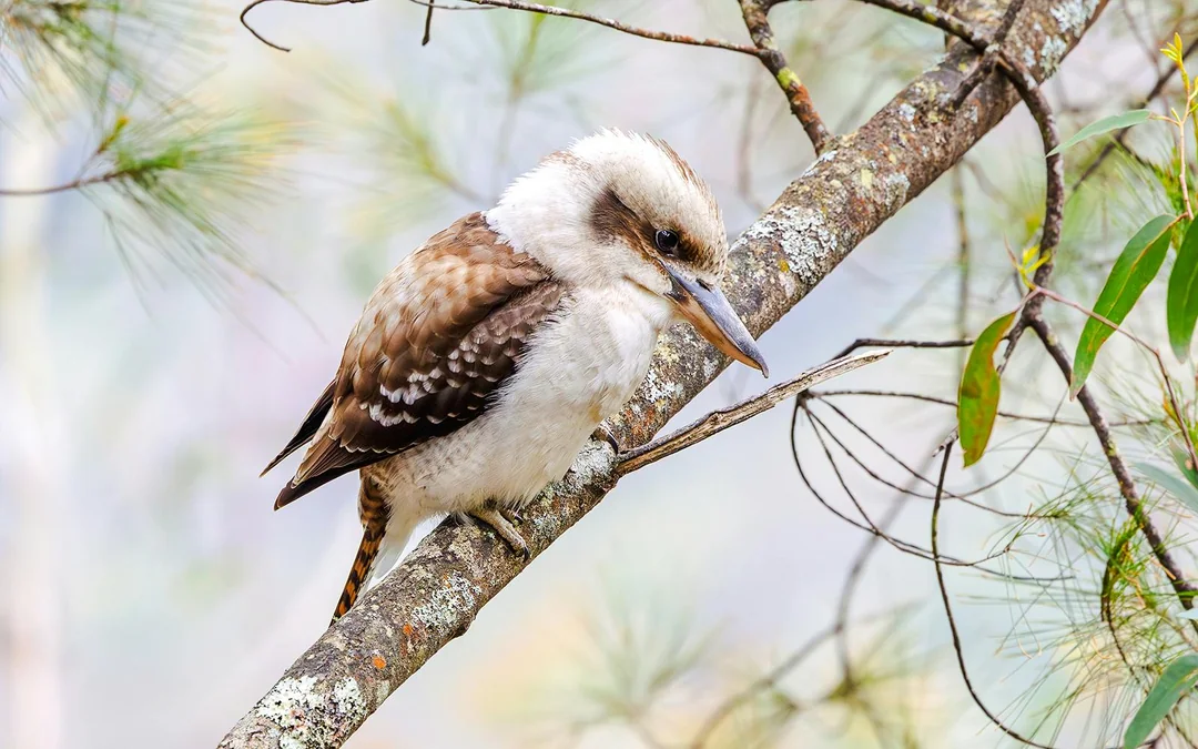 Blue Mountains Off the Beaten Path Guided Bushwalks, Secret Lookouts & BBQ Lunch Image 12