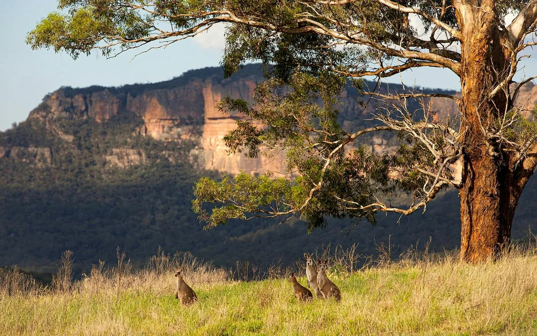 Blue Mountains Sunset Tour: Wentworth Falls Bushwalks, Wildlife & Lookouts Image 3