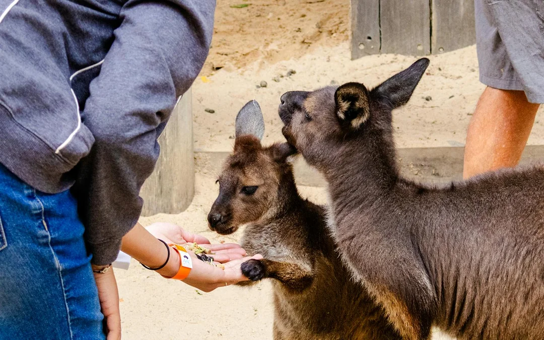 Blue Mountains Tour: Scenic World, Featherdale Wildlife Park & Harbour Ferry Return Image 12