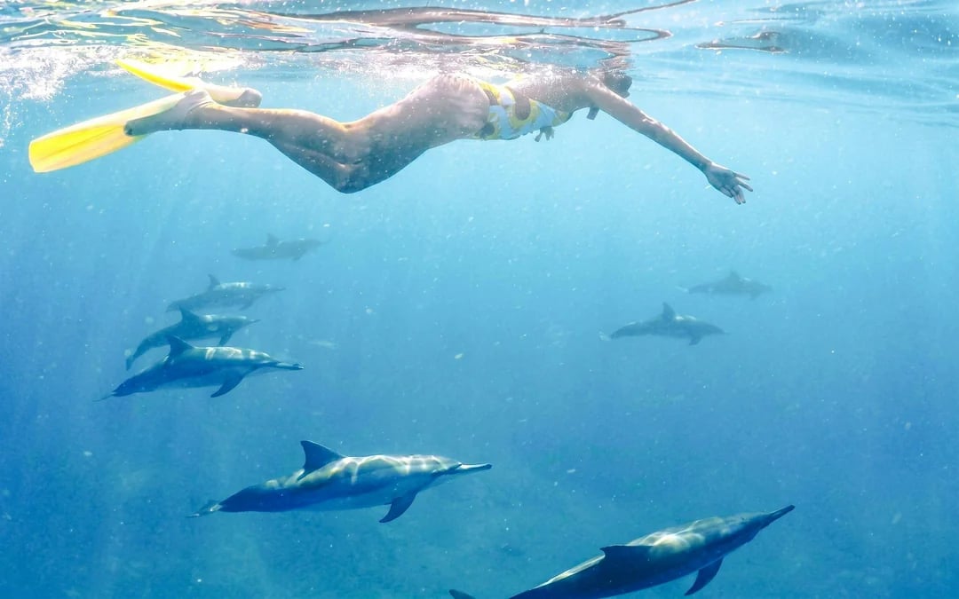Boat tour to Ile aux Benitiers with Dolphin sightings & BBQ lunch Image 4