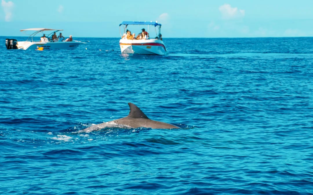 Boat tour to Ile aux Benitiers with Dolphin sightings & BBQ lunch Image 7