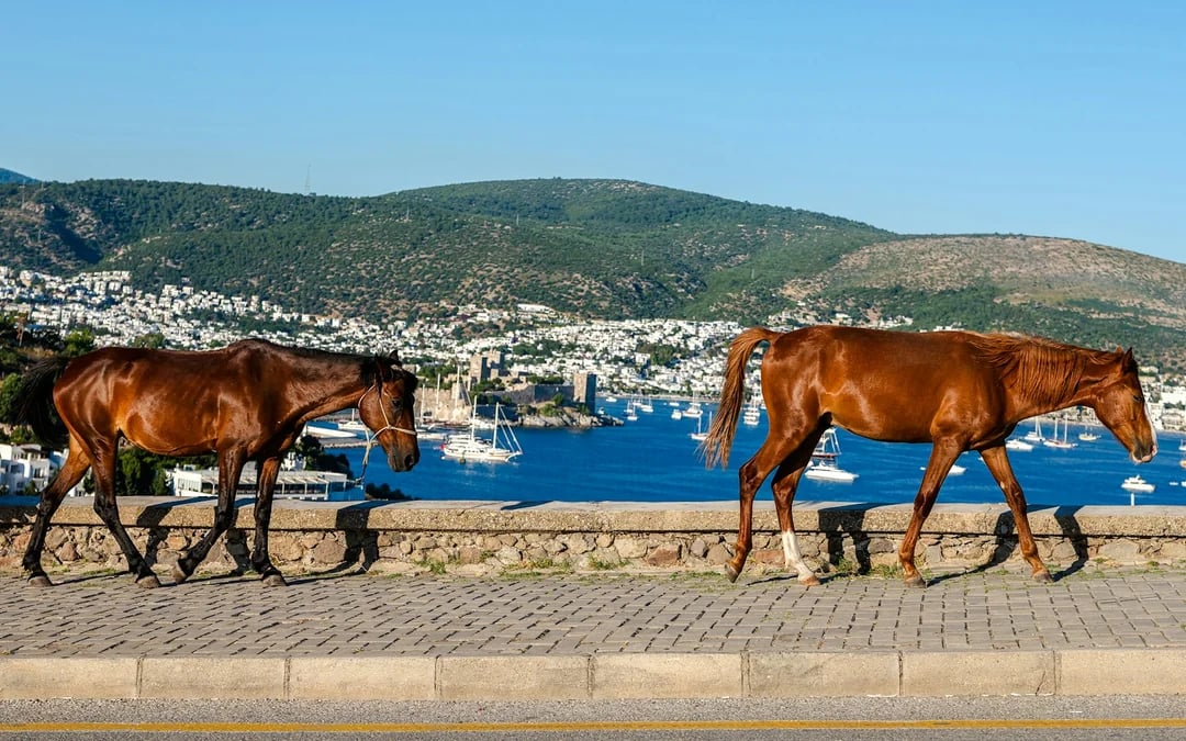 Bodrum Private City Tour with Hotel Transfers, Lunch and Entry Tickets Image 8