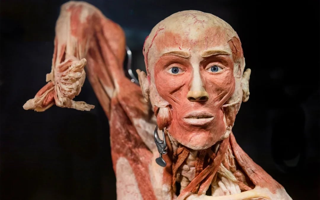 Body Worlds Amsterdam: The Happiness Project Skip-the-Line Tickets Image 3