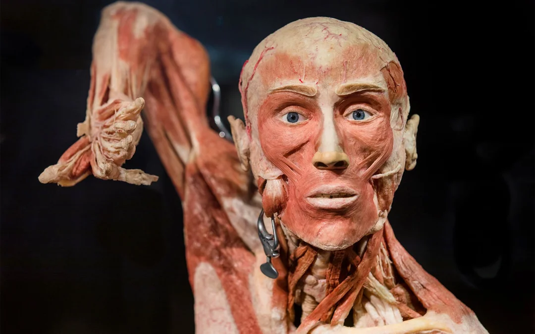 Body Worlds Amsterdam: The Happiness Project Skip-the-Line Tickets Image 3