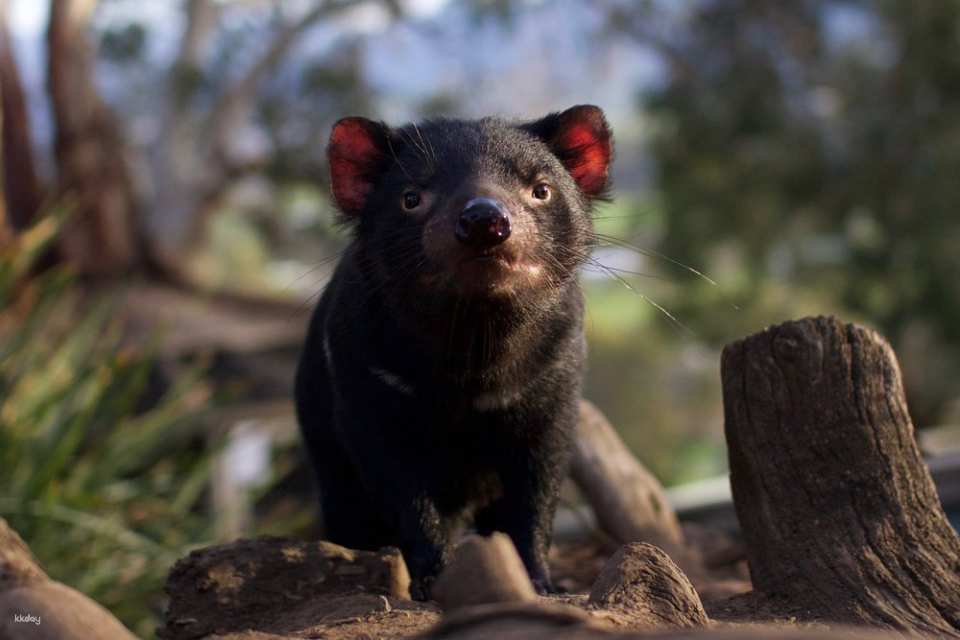 Bonorong Wildlife Sanctuary Day Pass | Tasmania