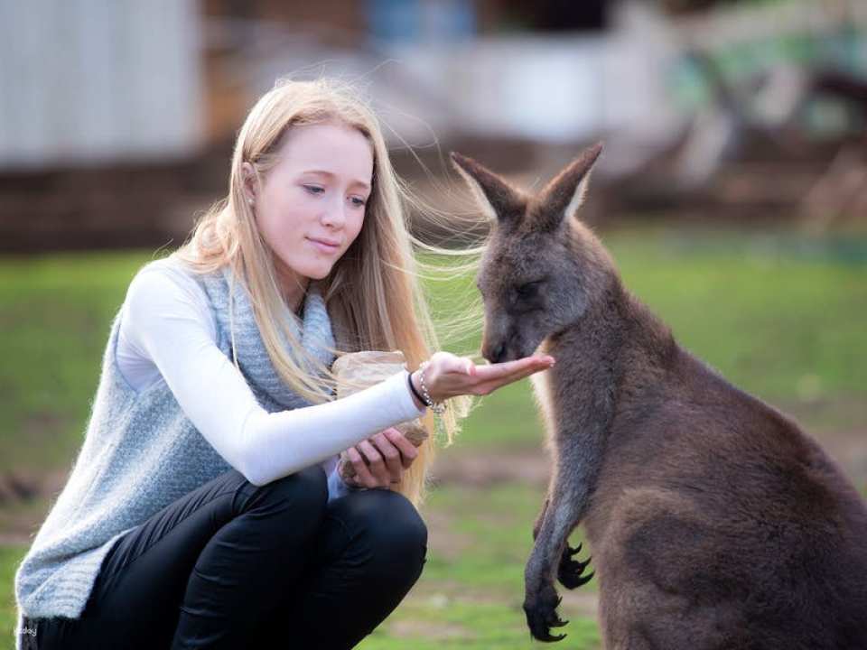 Bonorong Wildlife Sanctuary Day Pass | Tasmania