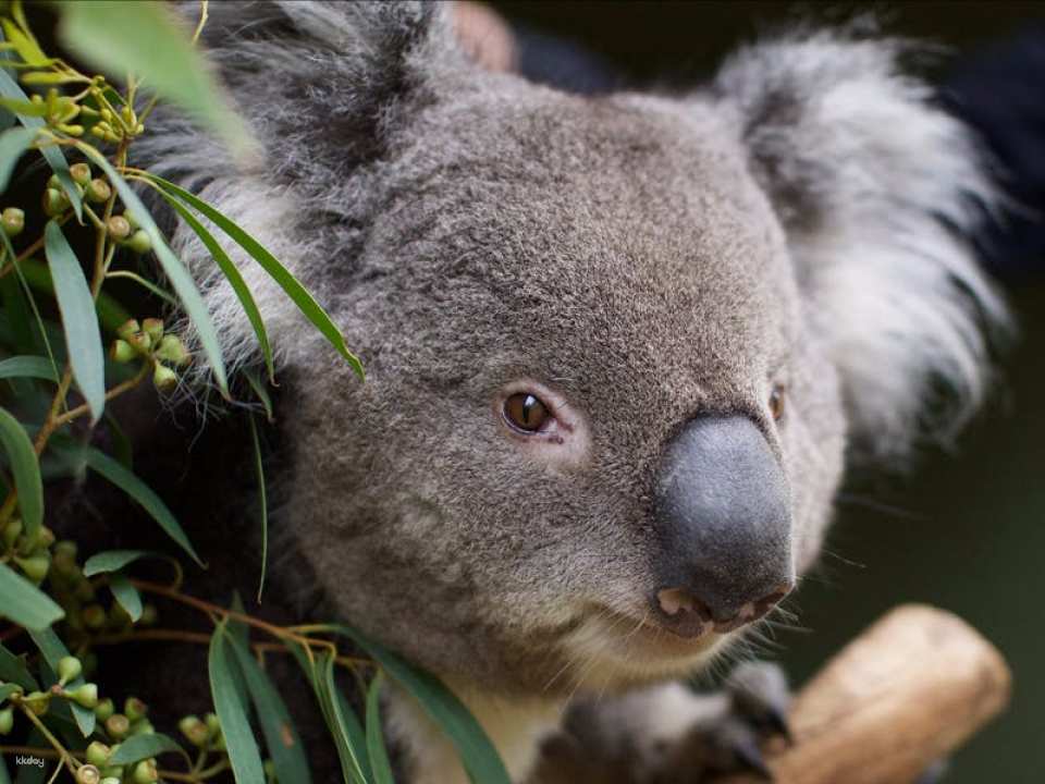 Bonorong Wildlife Sanctuary Day Pass | Tasmania