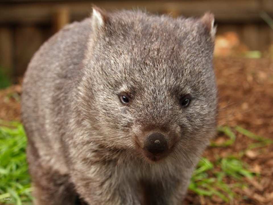 Bonorong Wildlife Sanctuary Day Pass | Tasmania