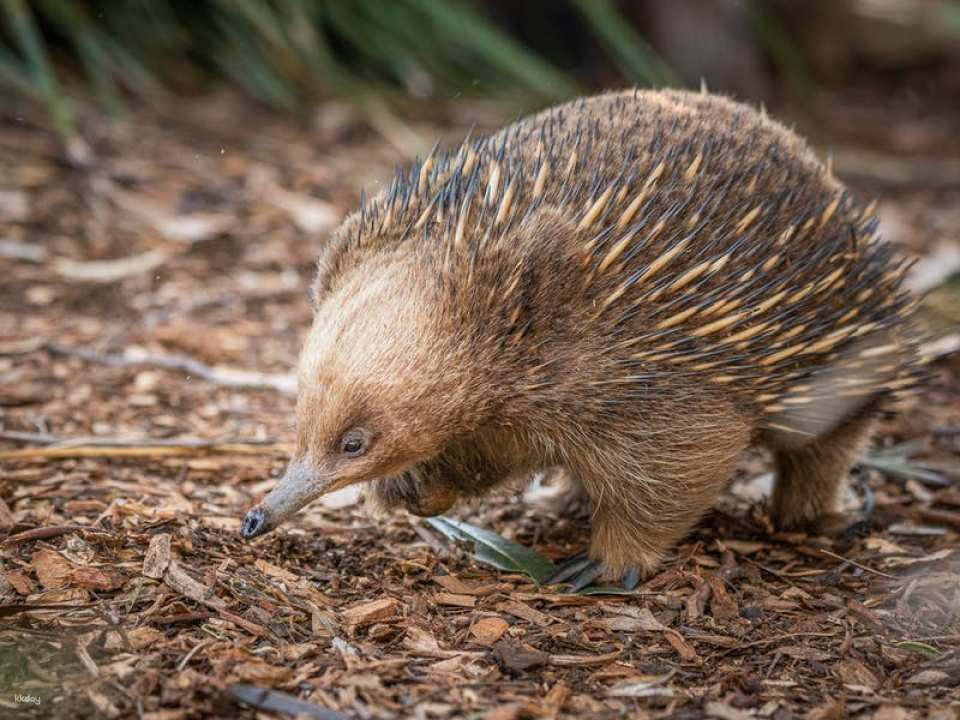 Bonorong Wildlife Sanctuary Day Pass | Tasmania