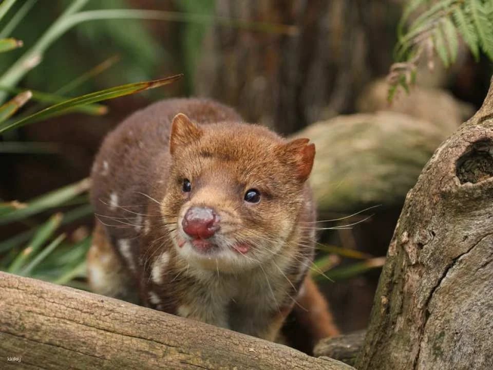 Bonorong Wildlife Sanctuary Day Pass | Tasmania