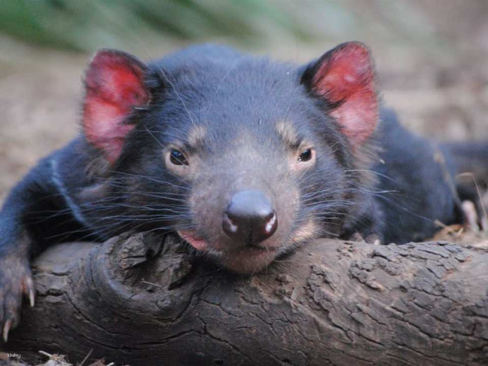 Bonorong Wildlife Sanctuary Day Pass | Tasmania