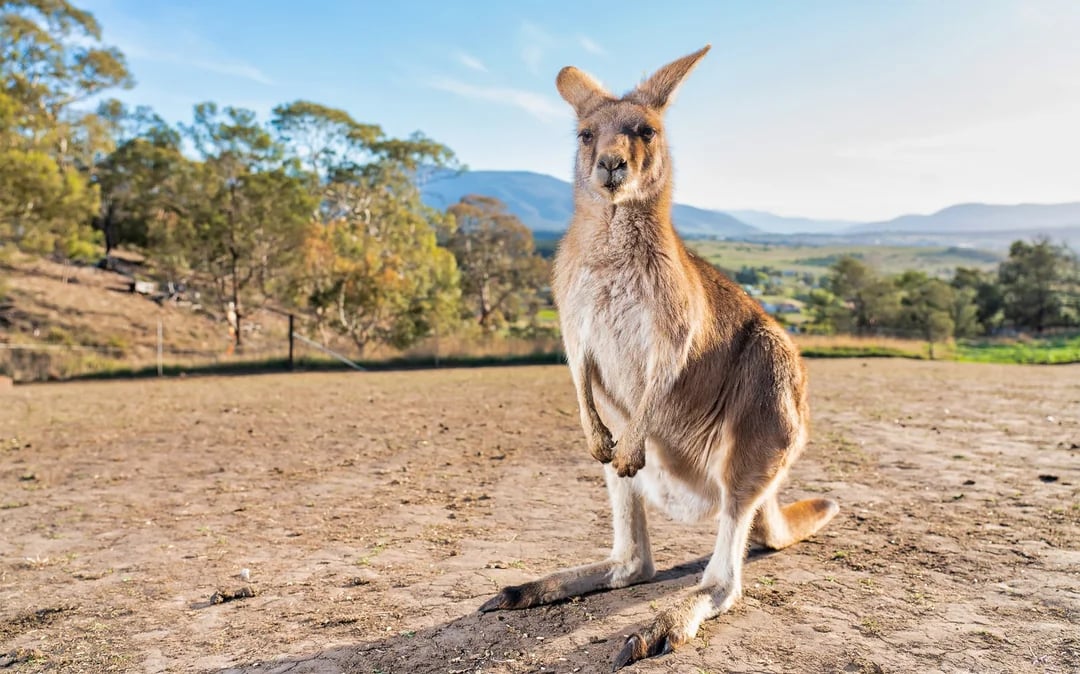 Bonorong Wildlife Sanctuary Tickets Image 2