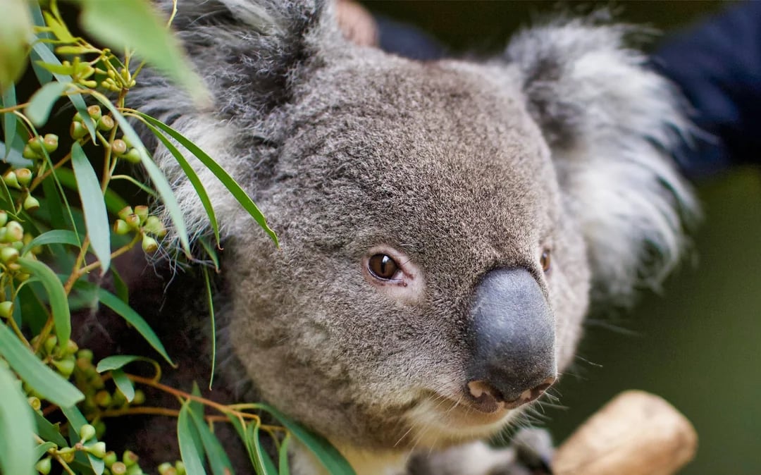 Bonorong Wildlife Sanctuary Tickets Image 4