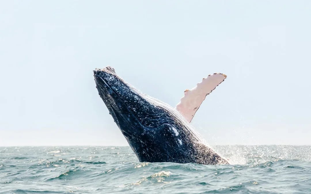 Boston Whale Watching Cruise by New England Aquarium Image 4