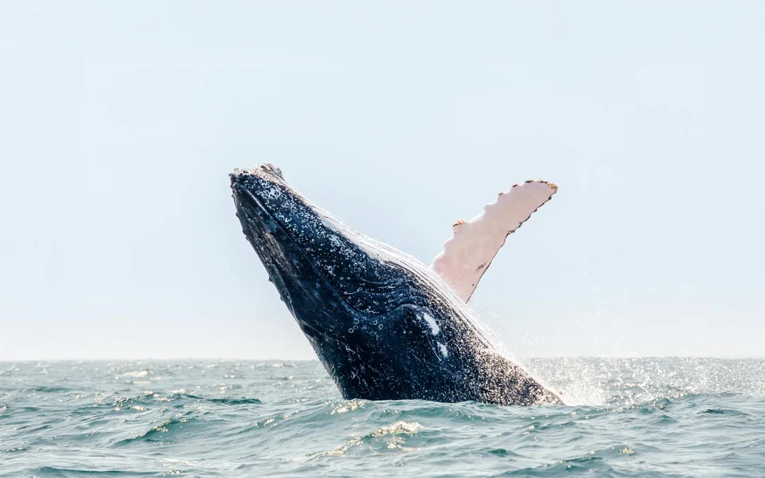 Boston Whale Watching Cruise by New England Aquarium Image 4