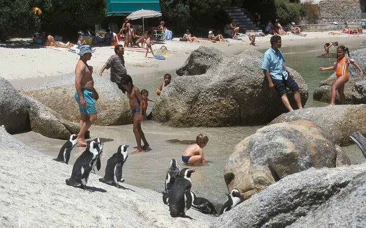 Boulders Beach Cape Town Guided Tour with Penguin Colony Entry and Swimming Image 4