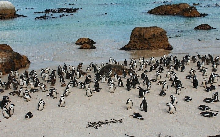Boulders Beach Cape Town Guided Tour with Penguin Colony Entry and Swimming Image 5