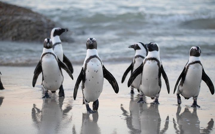 Boulders Beach Cape Town Guided Tour with Penguin Colony Entry and Swimming Image 10