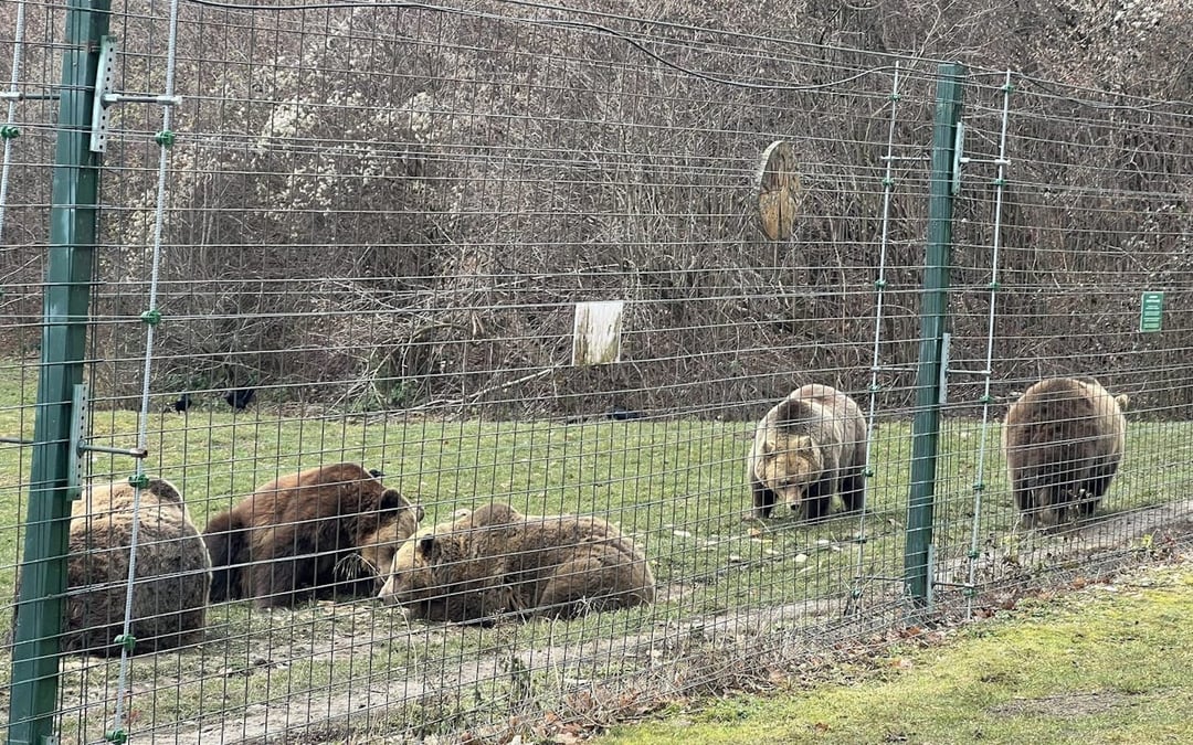 Brașov Bear Sanctuary Tour, small group Image 1