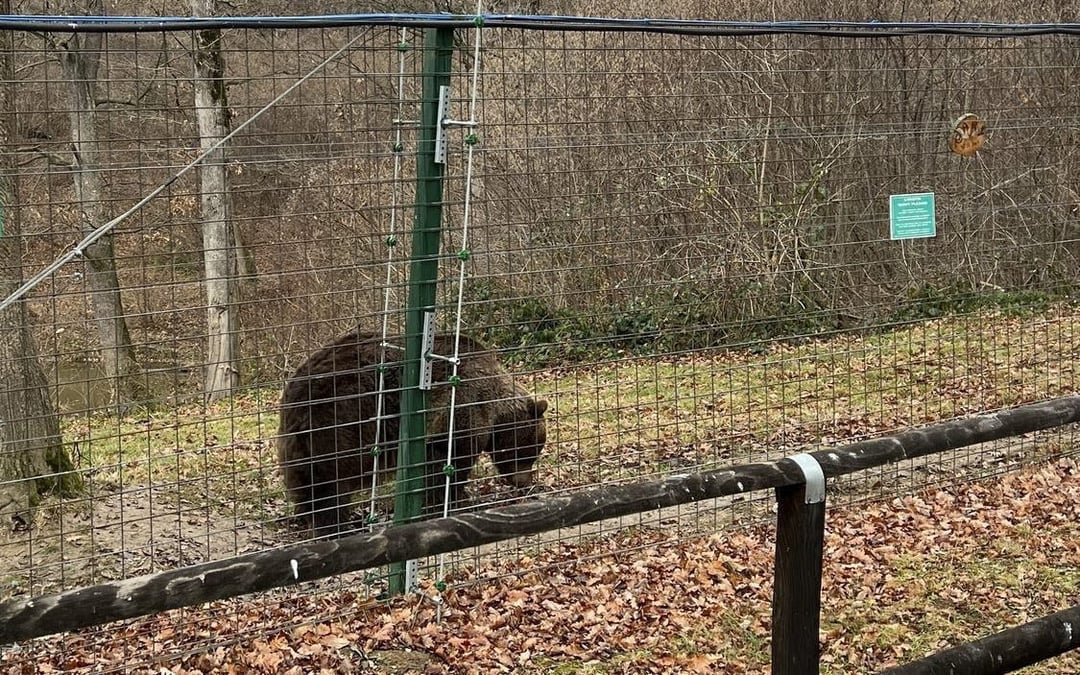 Brașov Bear Sanctuary Tour, small group Image 2