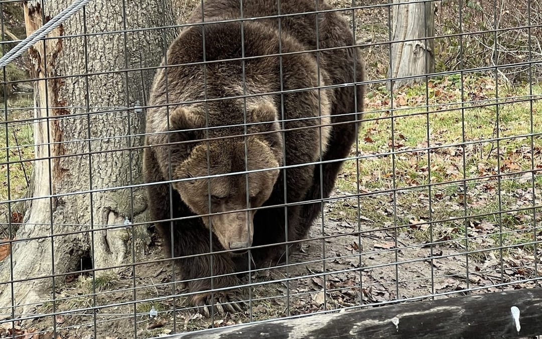 Brașov Bear Sanctuary Tour, small group Image 3