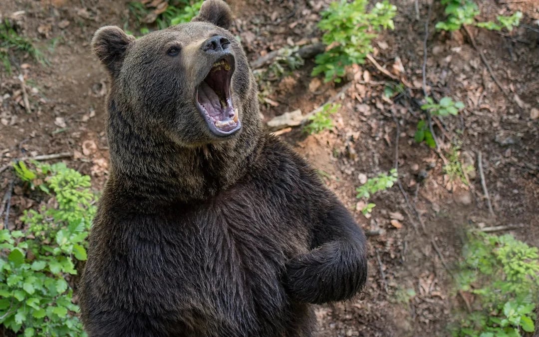 Brașov Bear Sanctuary Tour, small group Image 4