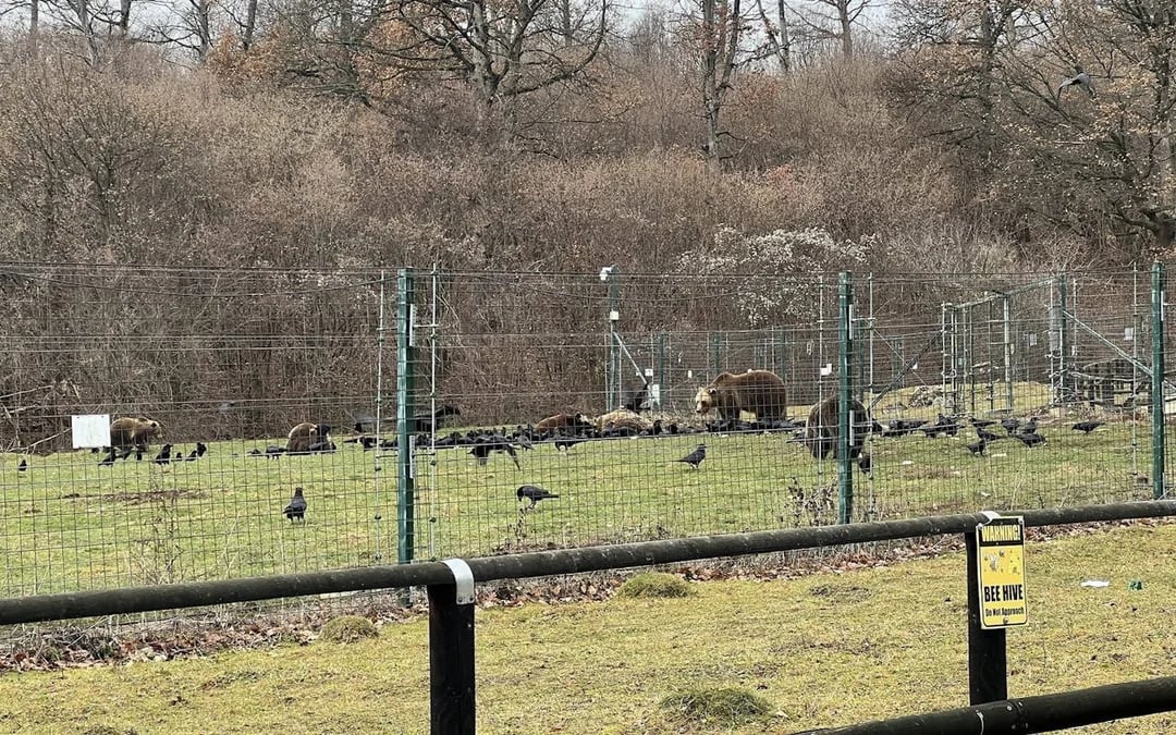 Brașov Bear Sanctuary Tour, small group Image 5